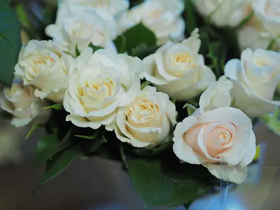 Kwiaciarnia "Agawa" Lubin